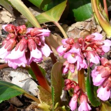 Bergenia hybr. 'Oeschberg'