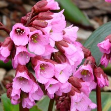 Bergenia hybr. 'Rosi Klose'