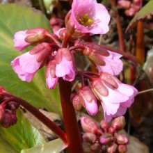 Bergenia hybr. 'Rosi Klose'