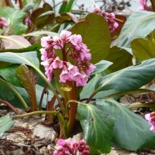 Bergenia hybr. 'Rosi Klose'