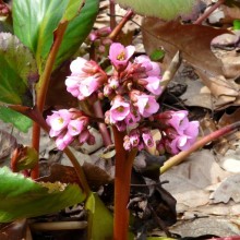 Bergenia hybr. 'Rosi Klose'