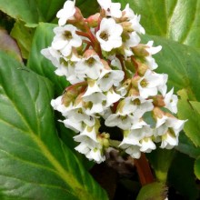 Bergenia hybr. 'Schneekissen'