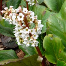 Bergenia hybr. 'Schneekissen'