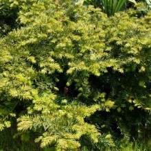 Taxus baccata 'Repandens'