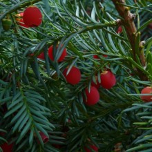 Taxus baccata 'Repandens'