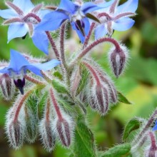 Borago officinalis