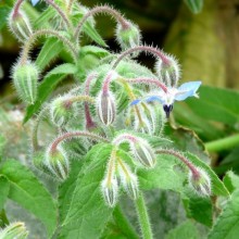 Borago officinalis