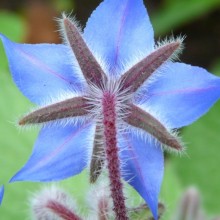 Borago officinalis