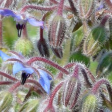 Borago officinalis