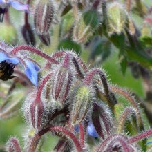 Borago officinalis