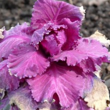 Brassica oleracea 'Red Pigeon'