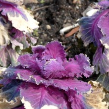 Brassica oleracea 'Red Pigeon'