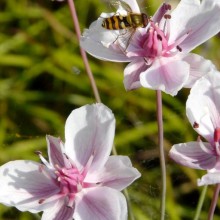 Butomus umbellatus