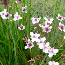 Butomus umbellatus