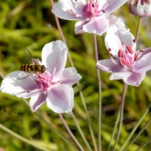 Butomus umbellatus