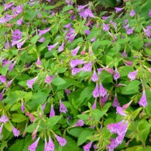 Calamintha grandiflora