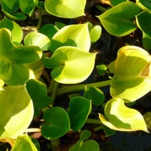 Calla palustris