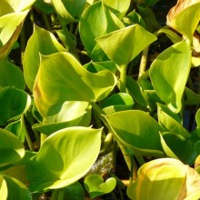 Calla palustris 