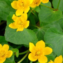 Caltha palustris