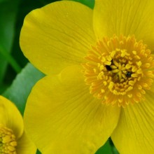 Caltha palustris