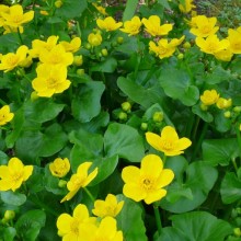 Caltha palustris