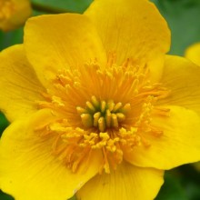 Caltha palustris