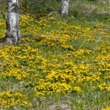 Caltha palustris