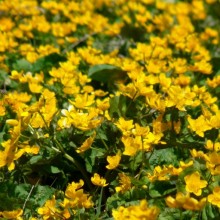 Caltha palustris