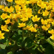 Caltha palustris