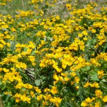 Caltha palustris