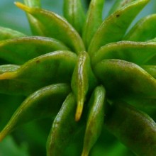 Caltha palustris