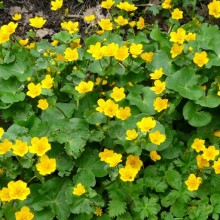 Caltha palustris