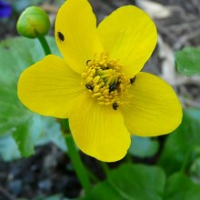 Caltha palustris