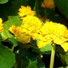 Caltha palustris 'Plena'