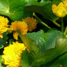 Caltha palustris 'Plena'