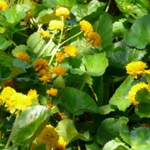Caltha palustris 'Plena'