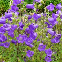 Campanula medium 'Single Blue'