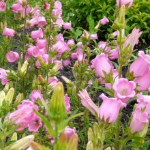 Campanula medium 'Single Rose-Pink'