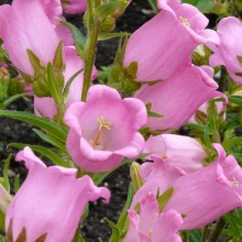 Campanula medium 'Single Rose-Pink'