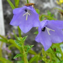 Campanula persicifolia