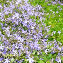 Campanula poscharskyana