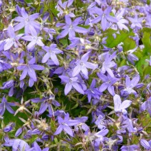 Campanula poscharskyana