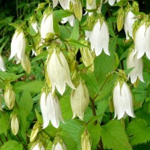 Campanula punctata 'Nana Alba'
