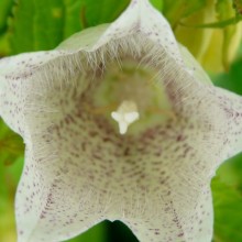 Campanula punctata 'Nana Alba'