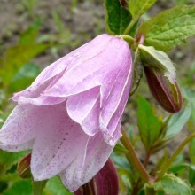 Campanula punctata 'Reifrock'