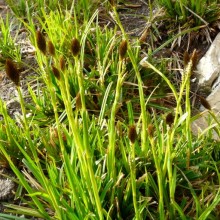 Carex brevicollis