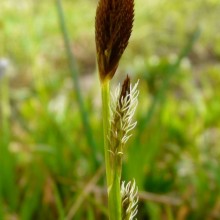 Carex brevicollis