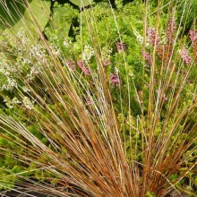 Carex buchananii