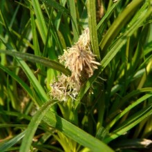 Carex caryophyllea 'The Beatles'
