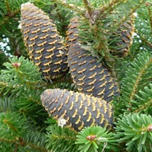 Abies koreana